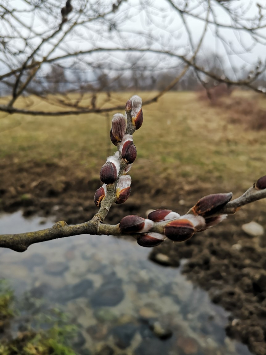 Il Principe Salicone