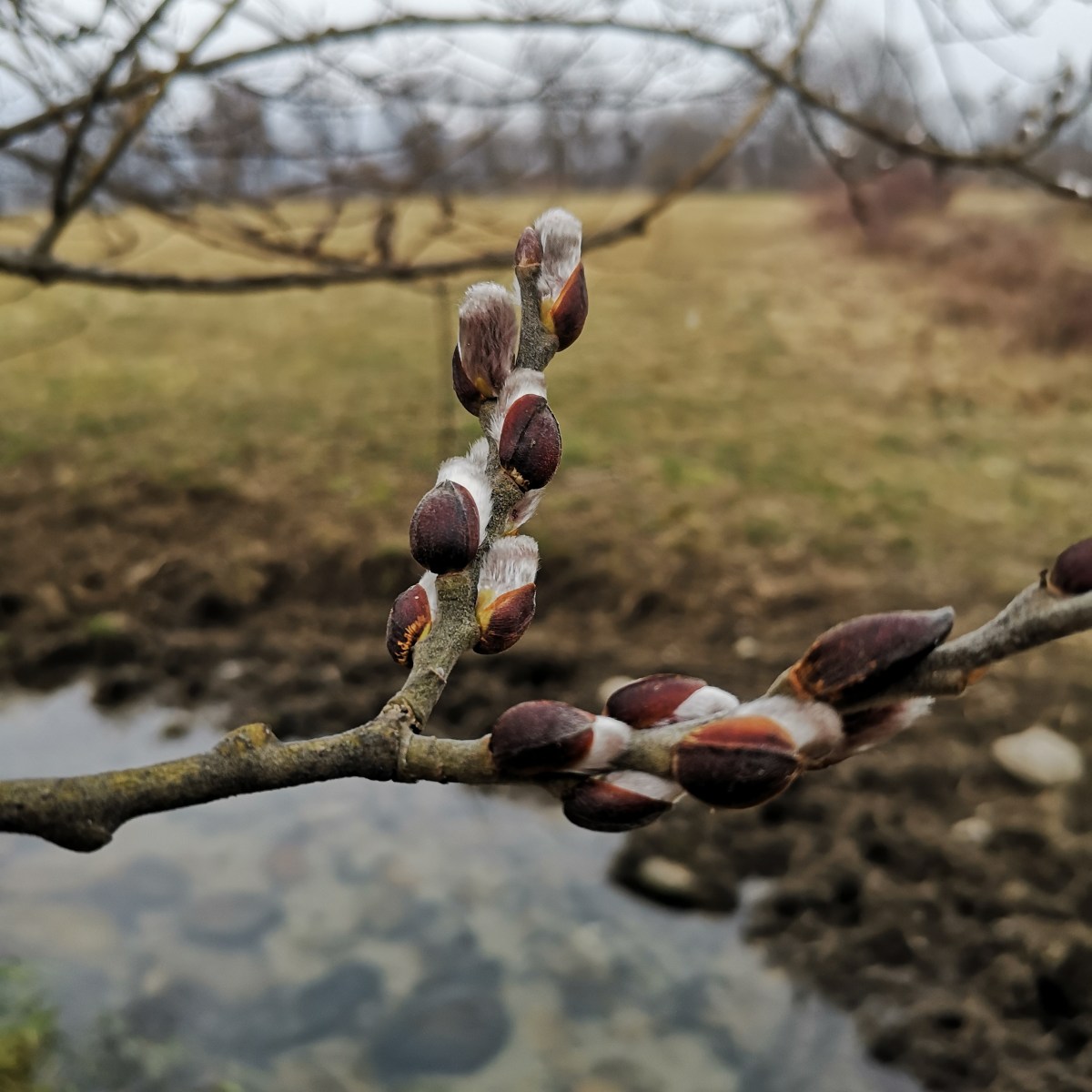 Il Principe Salicone